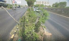 SHC restrains civic bodies from cutting trees along Karachi&rsquo;s Sharea Faisal
