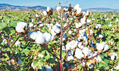 Dispute erupts over Punjab cotton output data