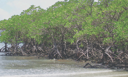 Mangrove restoration yields $40m in carbon credits Mangrove restoration yields $40m in carbon credits