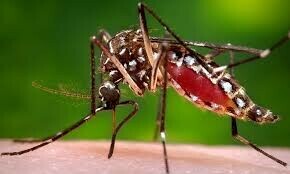 Dengue claims year’s first life in Sindh Dengue claims year’s first life in Sindh