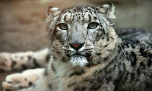 Leopard mauls teenage boy a day after killing girl in AJK’s Jhelum Valley Leopard mauls teenage boy a day after killing girl in AJK’s Jhelum Valley