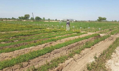 Drainage failure ravages Punjab farms