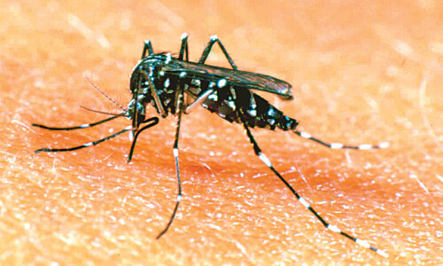 Murree tops Rawalpindi in dengue cases as Attock records five infections