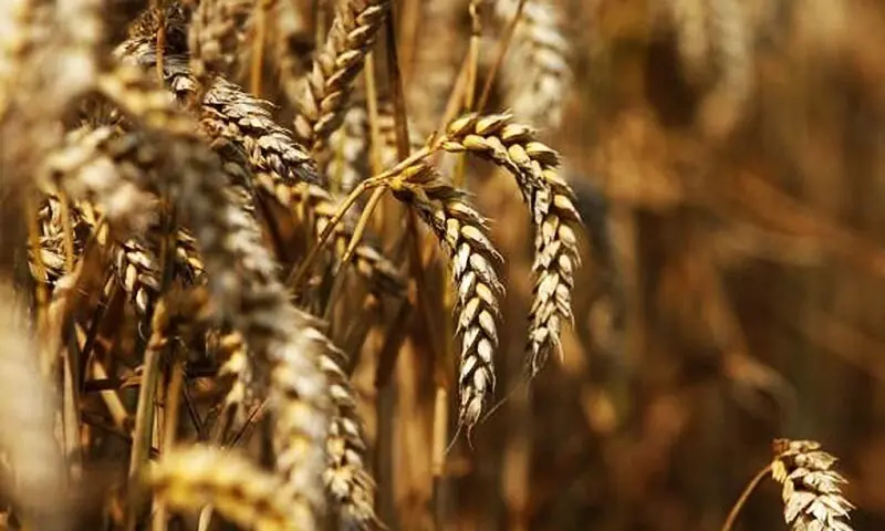 Half-baked wheat market reforms