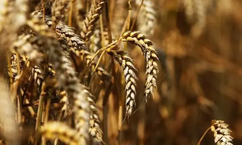 Agriculture: Half-baked wheat market reforms