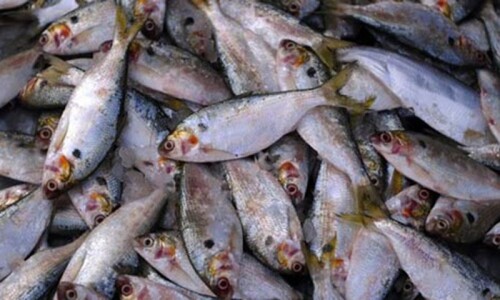 Pakistan gets US nod to extend seafood exports for 4 years, set to ‘bolster position in global market’