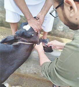 LIVESTOCK: PUNJAB’S CATTLE CRISIS LIVESTOCK: PUNJAB’S CATTLE CRISIS