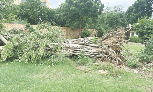 CM orders restoration of 150-year-old  tree uprooted during rains