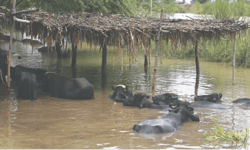 Evacuated villagers in Kasur reluctant to stay in flood relief camps Evacuated villagers in Kasur reluctant to stay in flood relief camps