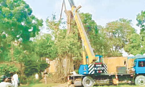 150-year-old banyan tree replanted
