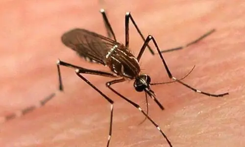 Entomologists deployed in Charsadda  to put brakes on dengue