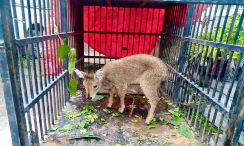 Wildlife team rescues endangered Himalayan grey goral Wildlife team rescues endangered Himalayan grey goral