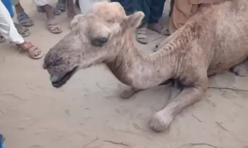 Female camel tortured for &lsquo;destroying crops&rsquo; in Sukkur handed over to Karachi shelter