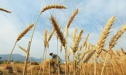 Call for wheat imports to avert further rise in flour prices