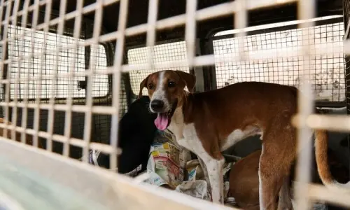Rising population of stray dogs in capital draws ombudsman&rsquo;s attention