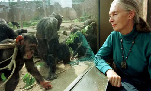 Renowned primatologist Jane Goodall dies at 91