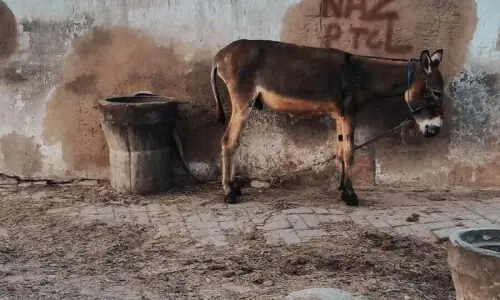 Government approves resumption of donkey hide exports