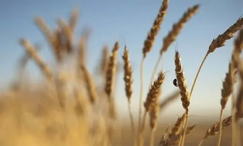 Agriculture: Fighting for old wheat customs