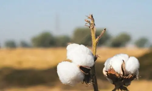 Pakistan among top five cotton producers Pakistan among top five cotton producers