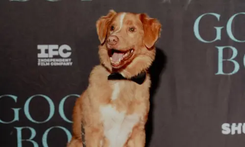 Indy, Good Boy’s canine star, wants the Academy Awards to throw him a bone and consider him for Best Actor