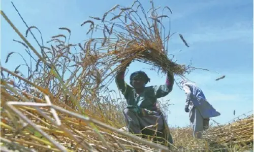 Global agriculture spending hits record $701bn: FAO