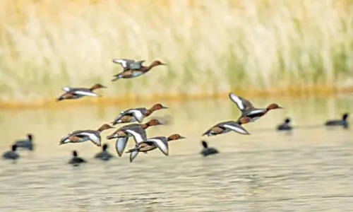 Maritime minister calls for eco-conscious uplift to protect migratory birds Maritime minister calls for eco-conscious uplift to protect migratory birds