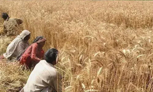 Wheat under strain &mdash; again