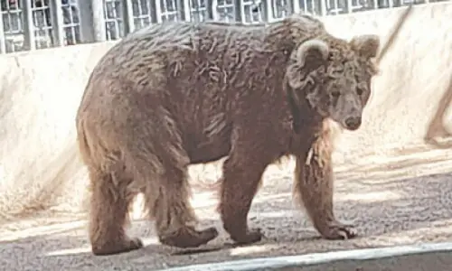 ‘Big win for Rano’: SHC directs Karachi Zoo to move distressed brown bear to sanctuary within 2 days
