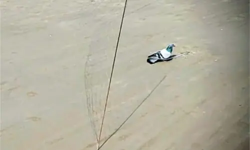 Falcon poaching a challenge for Punjab wildlife dept Falcon poaching a challenge for Punjab wildlife dept