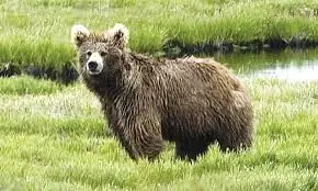 Two farmers injured in Balakot bear attack Two farmers injured in Balakot bear attack