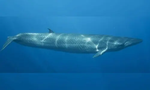4 rare Bryde’s whales sighted off Gwadar coast: WWF-P 4 rare Bryde’s whales sighted off Gwadar coast: WWF-P
