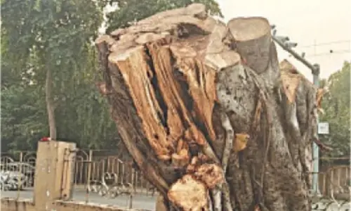 Authorities under fire for felling old banyan tree in Lahore Cantt