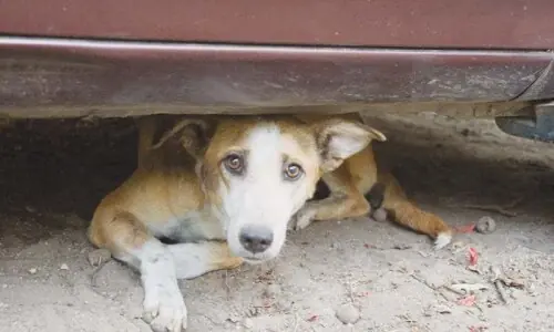 IHC questions stray dog killings in Islamabad IHC questions stray dog killings in Islamabad