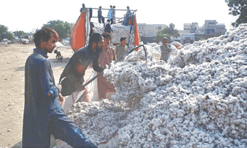 Cotton output rebounds 49pc Cotton output rebounds 49pc