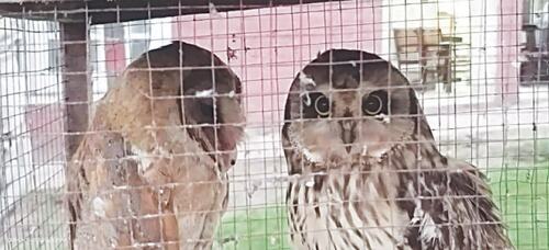 Man selling owls, other birds arrested