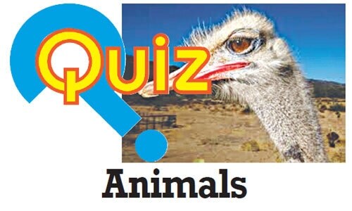 Quiz