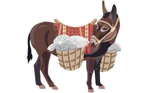 The potential of donkey farming in Pakistan