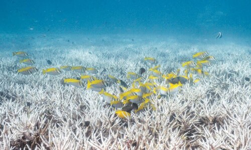 World’s coral reefs crossing survival limit, experts warn World’s coral reefs crossing survival limit, experts warn