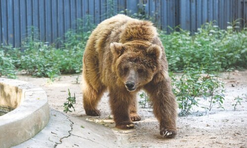 Respite for Rano as SHC orders relocation to bear sanctuary within two days