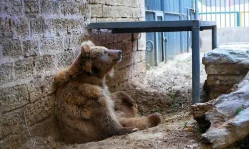 Brown bear Rano’s years of captivity at Karachi Zoo come to an end