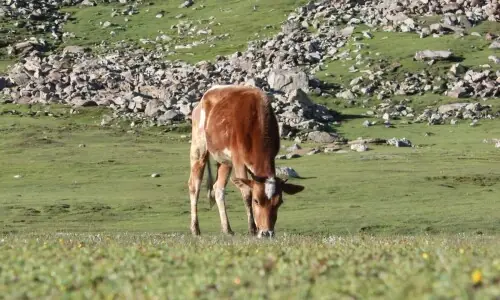 Seven lean years? Pakistan’s agricultural crisis revealed