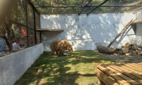 Brown bear Rano&rsquo;s years of captivity at Karachi Zoo come to an end