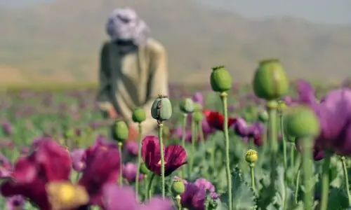 Opium cultivation down 20pc in Afghanistan, UN says Opium cultivation down 20pc in Afghanistan, UN says