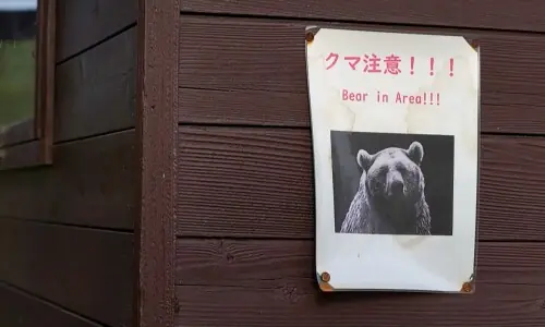 ‘Almost every day’: Japan battles spike in bear attacks ‘Almost every day’: Japan battles spike in bear attacks