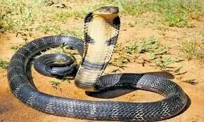 13 years on, Sindh yet to produce anti-snakebite vaccine, PAC told