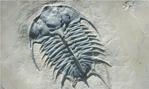 Scientists train artificial intelligence to interpret prehistoric chemical jigsaw