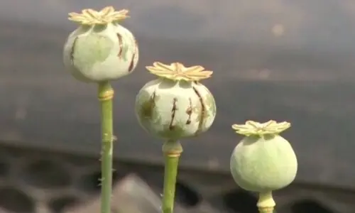 Balochistan CM Bugti declares ‘zero tolerance’ for poppy cultivation Balochistan CM Bugti declares ‘zero tolerance’ for poppy cultivation