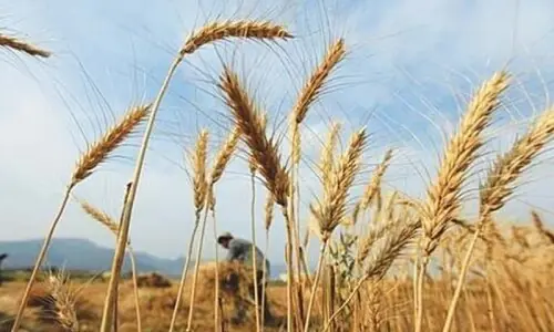 Provinces&rsquo; seed needs met for wheat sowing