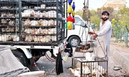 Chicken rates fall significantly in Karachi amid border closure with Afghanistan