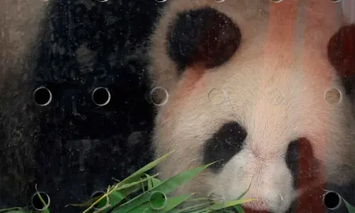 2 giant pandas leave France after 13 years